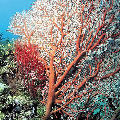 AKA 赤血珊瑚
